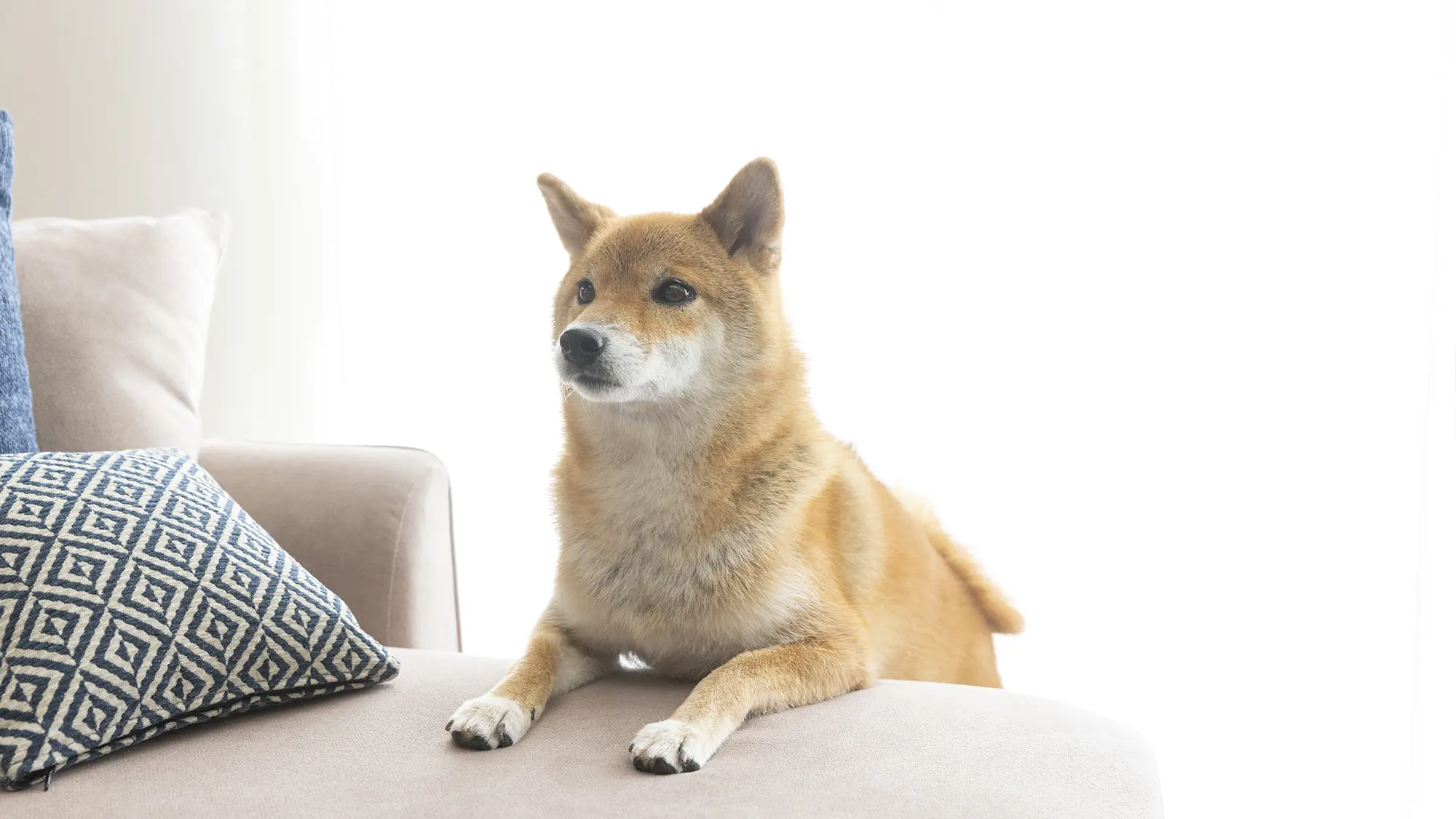 犬との暮らし