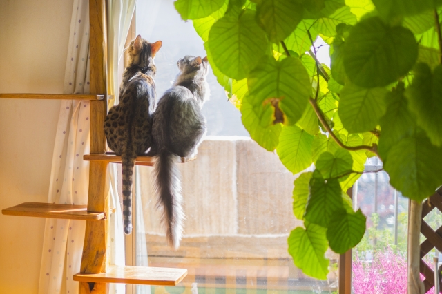 【橋本エリア】ペットと暮らすマイホーム相談＆見学会