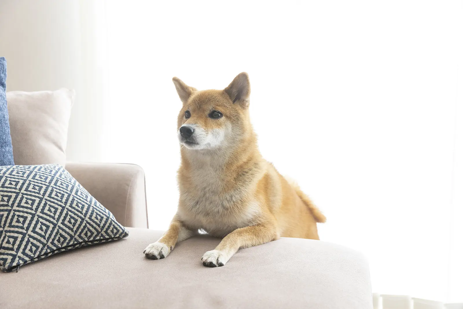 犬との暮らし