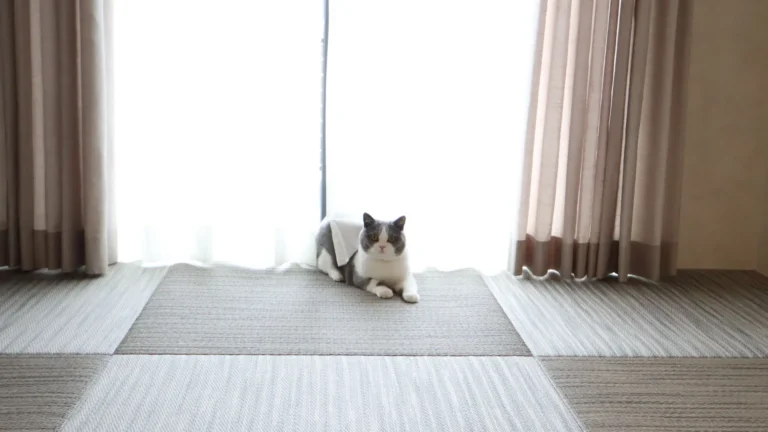 愛猫との暮らしを考える家づくり